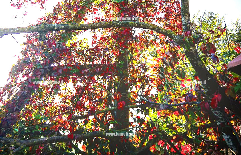 autunno-albero.jpg