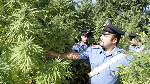 Calabria Nuovi Sequestri Di Piantagioni Di Canapa Nel Reggino Il