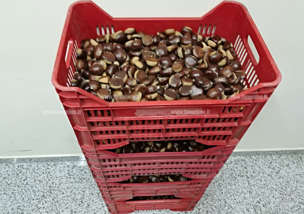 Lamezia Sequestrato Quasi Un Quintale Di Castagne Sulla Strada Dei Due