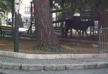 Toro scorazza per le vie di Reggio, abbattuto