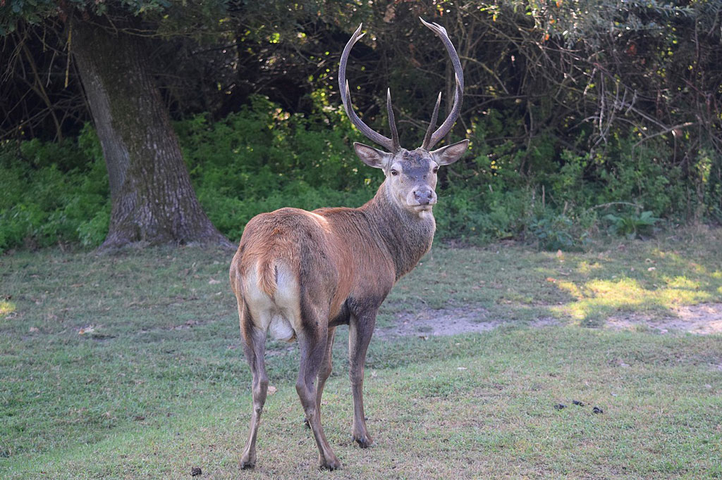 1280px-Cervus_elaphus_italicus-Wanax01---Opera-propria_b3f05.jpg