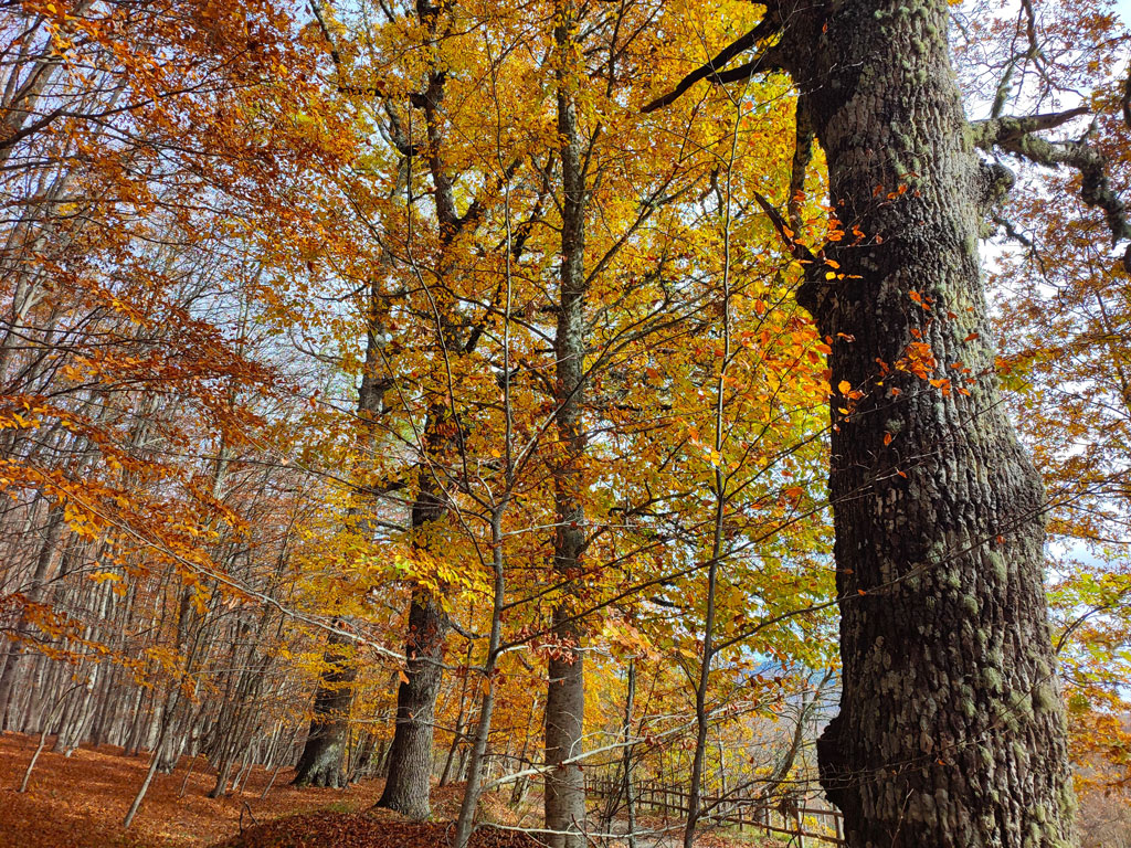 G4317.-Reventino.-Foresta-di-Condro.-Ph-F.-Bevilacqua_17591.jpg