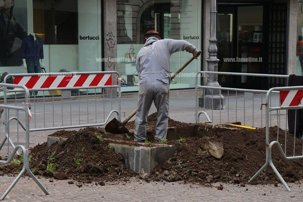 Lamezia, Piantumazione Nuove Palme Su Corso Nicotera - Il Lametino.it