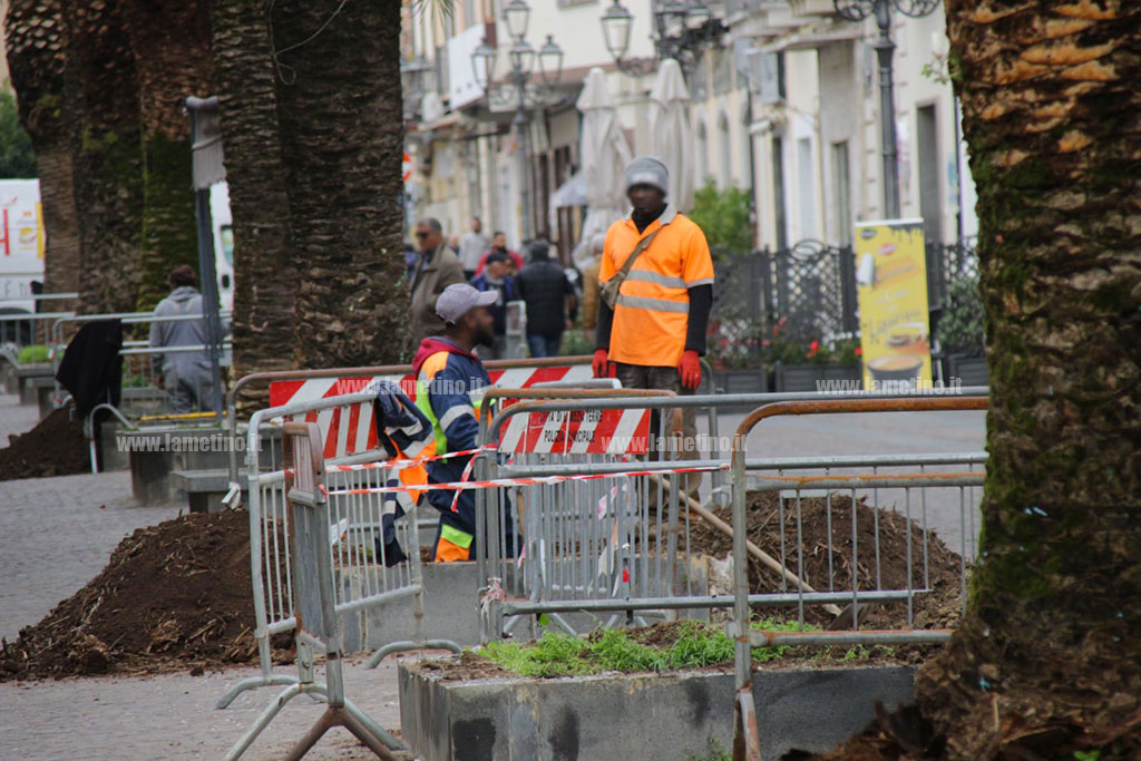 Lamezia, Piantumazione Nuove Palme Su Corso Nicotera - Il Lametino.it