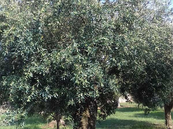 olive-coldiretti_163b1_3b2ff.jpg