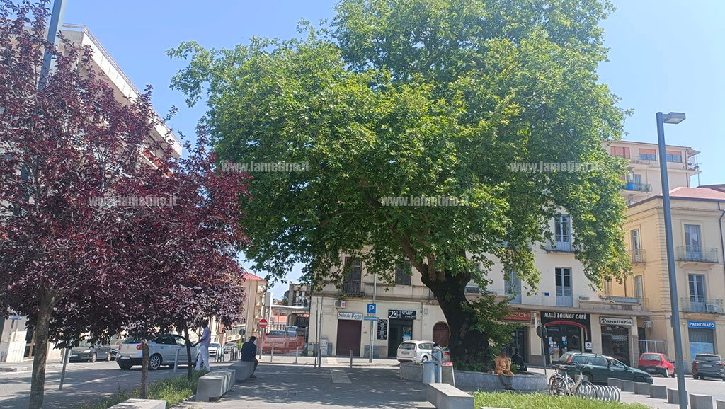 platano-piazza-mazzini-2024-05-19-at-15.02.20_8b042_e3303_9b1ce.jpg