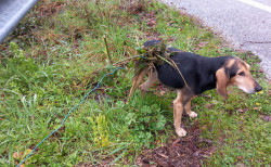 Lamezia, cane salvato da una trappola abusiva nei boschi di Acquadauzano 1000348193_0fc79.jpg