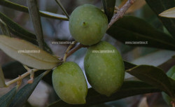 Regione, bando Olivicolo: oltre 900 domande presentate OlivoIMG_7517_6dbe4_ac026_34b90.jpg