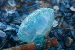 Sulle coste calabresi avvistata la Caravella portoghese PH2_cb8ff.jpg