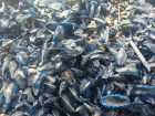 Lamezia, tornano le Velella velella e le spiagge si tingono di blu: “Un fenomeno naturale e ciclico” Velella-Image-2026-02-24-at-09.25.31_ff256.jpg