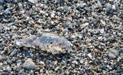 Caravella portoghese avvistata a Nocera Terinese, cresce l’attenzione sulle coste del lametino caravella-2026-03-22-alle-10.18.23_bff7f.jpg