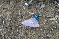 La Caravella Portoghese arriva anche sul litorale lametino caravella-28-at-17.11.15_2d4bd.jpg