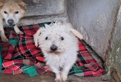 Prosegue raccolta di coperte per cani e gatti in vista dell’inverno, l'iniziativa abbraccia tutto il territorio Lametino coperte-2025-12-09-alle-15.43.03_11468.jpg