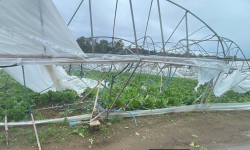 Tromba d’aria si abbatte su Curinga, danni ingenti ad aziende agricole curinga-tromba-aria1_a0aa7.jpg