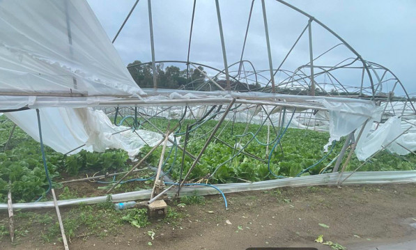 Tromba d’aria si abbatte su Curinga, danni ingenti ad aziende agricole curinga-tromba-aria1_a0aa7.jpg