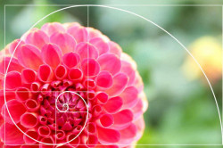Lamezia, all’Istituto comprensivo Gatti-Manzoni-Augruso dall’1 al 5 dicembre la “settimana di Fibonacci” fiori-fibonacci-1024x683-1_eafef.jpg