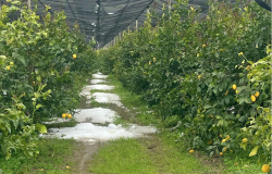 Danni all'agricoltura nel Cosentino, la Regione chiede riconoscimento stato calamità naturale limoni_baf3b.jpg