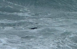 Tredici cadaveri recuperati in 14 giorni nel mare di Sicilia e Calabria mare-2026-02-17-alle-14.42.28_cf59a_3ce42.jpg