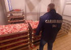 Controlli dei Nas nelle macellerie: a Serrastretta sequestrati 11 chili di carne senza tracciabilità, sospeso laboratorio di insaccati nas-immagine_85917.jpg